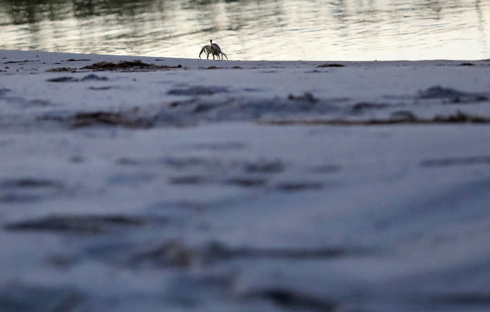 Waties Island crab on the beach